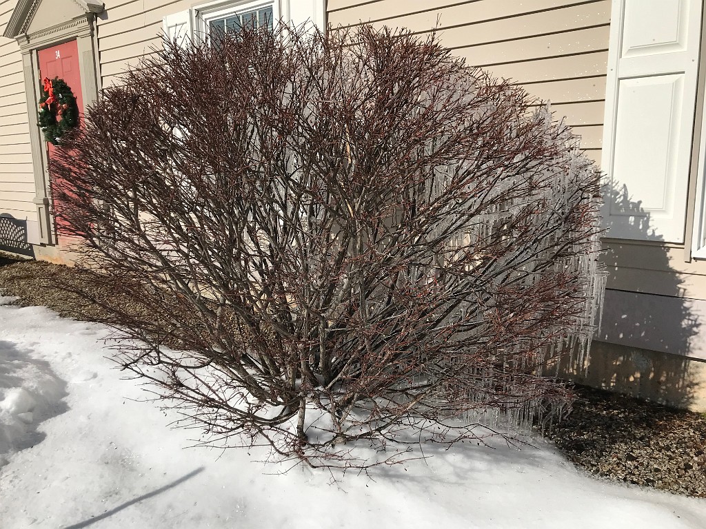 winterSpring2020-IMG_3156