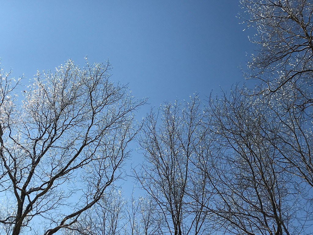 winterSpring2020-IMG_3182