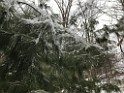 winterSpring2020-IMG_3186 