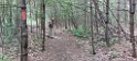 20260606_141358 Newichawannock Woods