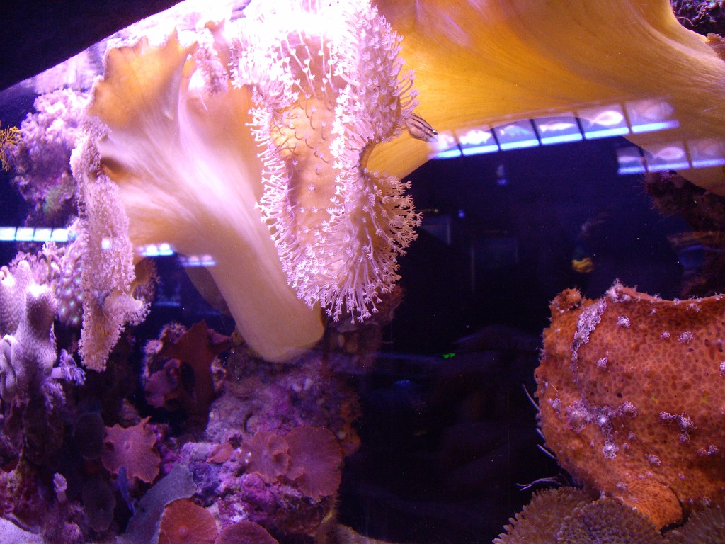 Israel2007-Eilat-5818