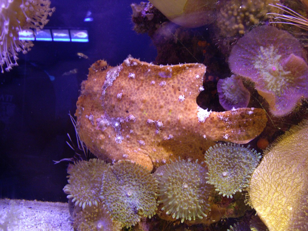 Israel2007-Eilat-5819