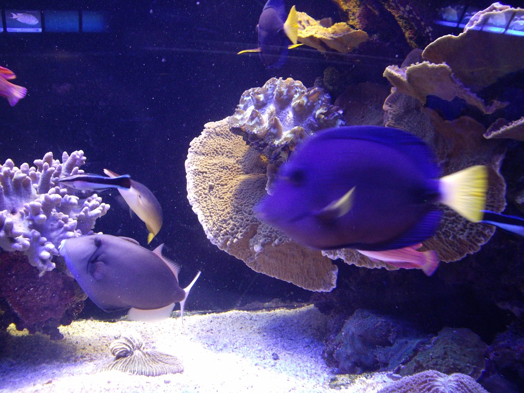 Israel2007-Eilat-5855