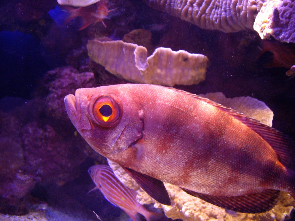 Israel2007-Eilat-5875