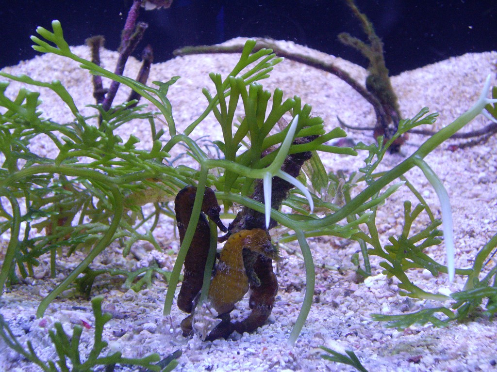 Israel2007-Eilat-5882