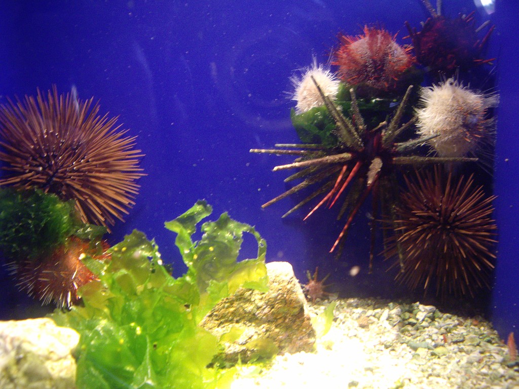 Israel2007-Eilat-5894