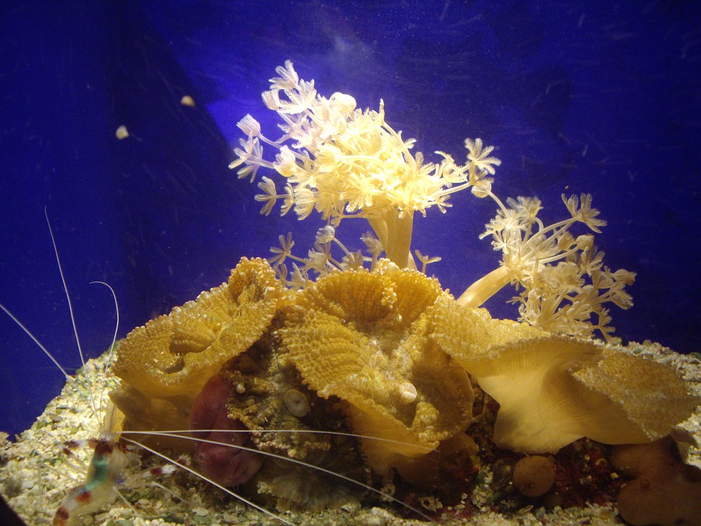 Israel2007-Eilat-5900