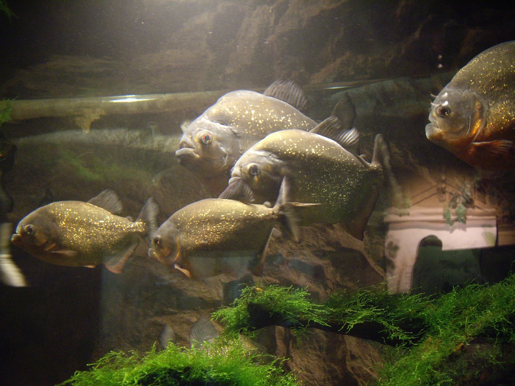 Israel2007-Eilat-5905