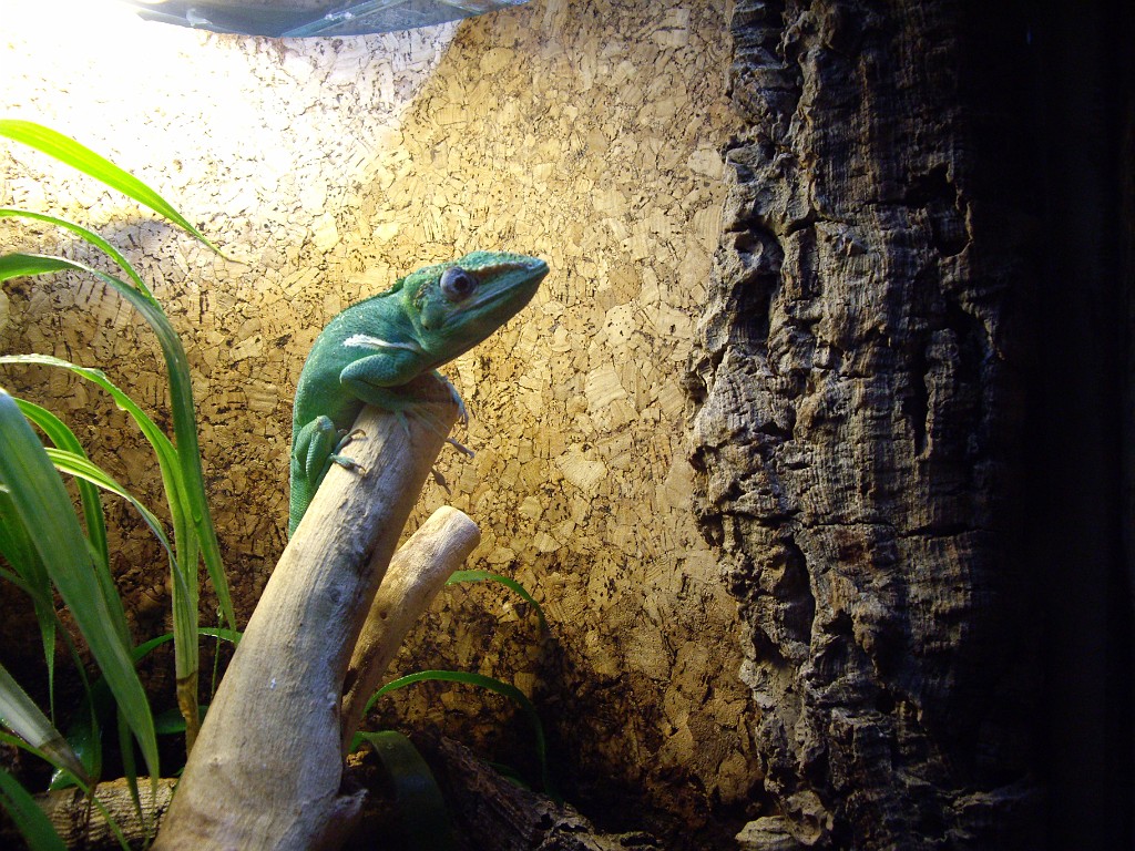 Israel2007-Eilat-5915