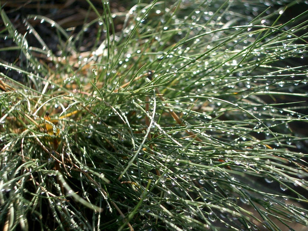 IMGP0893