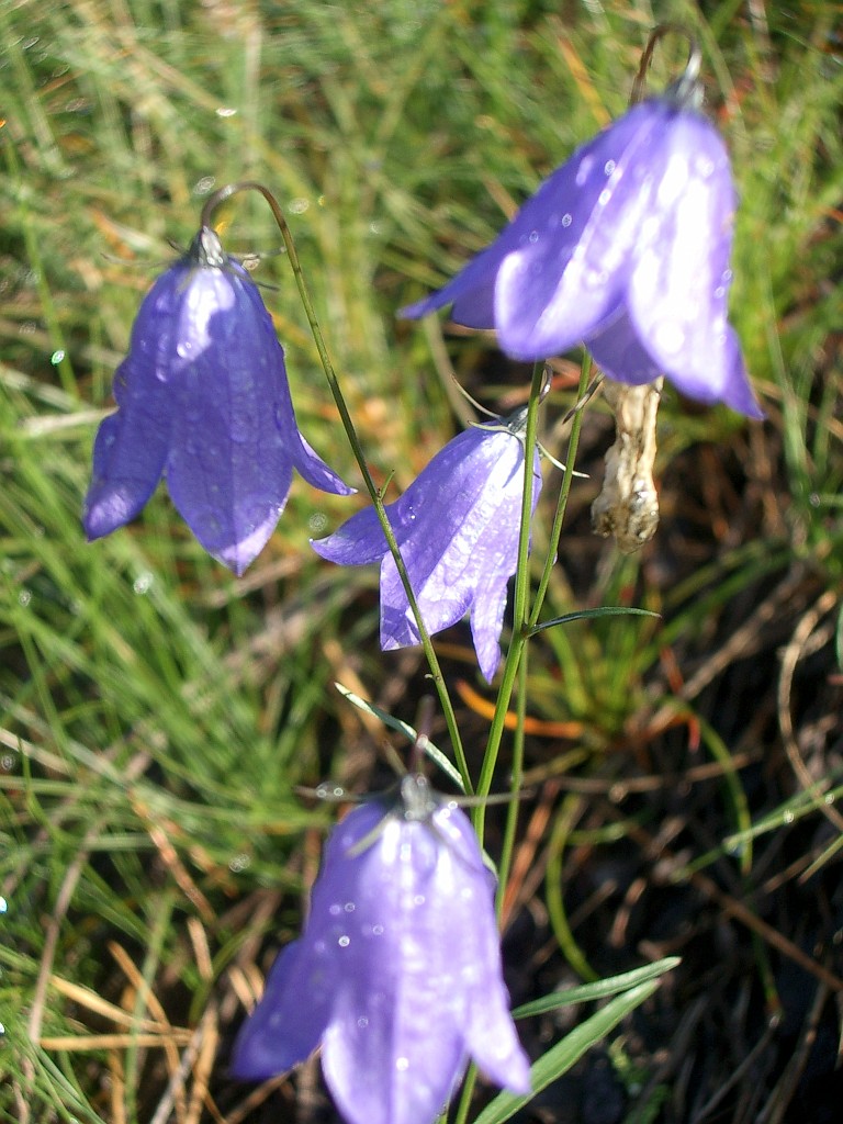 IMGP0895